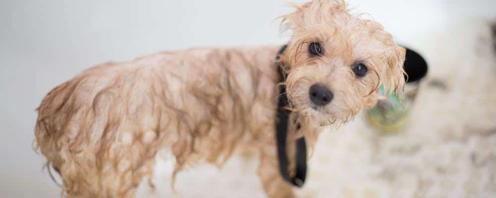 Why Dogs Hate Baths & 9 Ways To Make Them Love Bathing