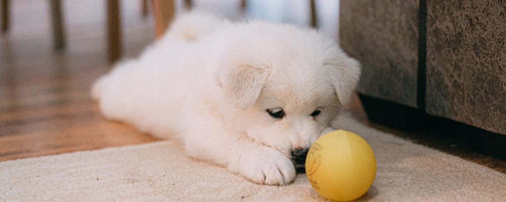 10 Proven Steps To Survive The First 48 Hours With a New Dog